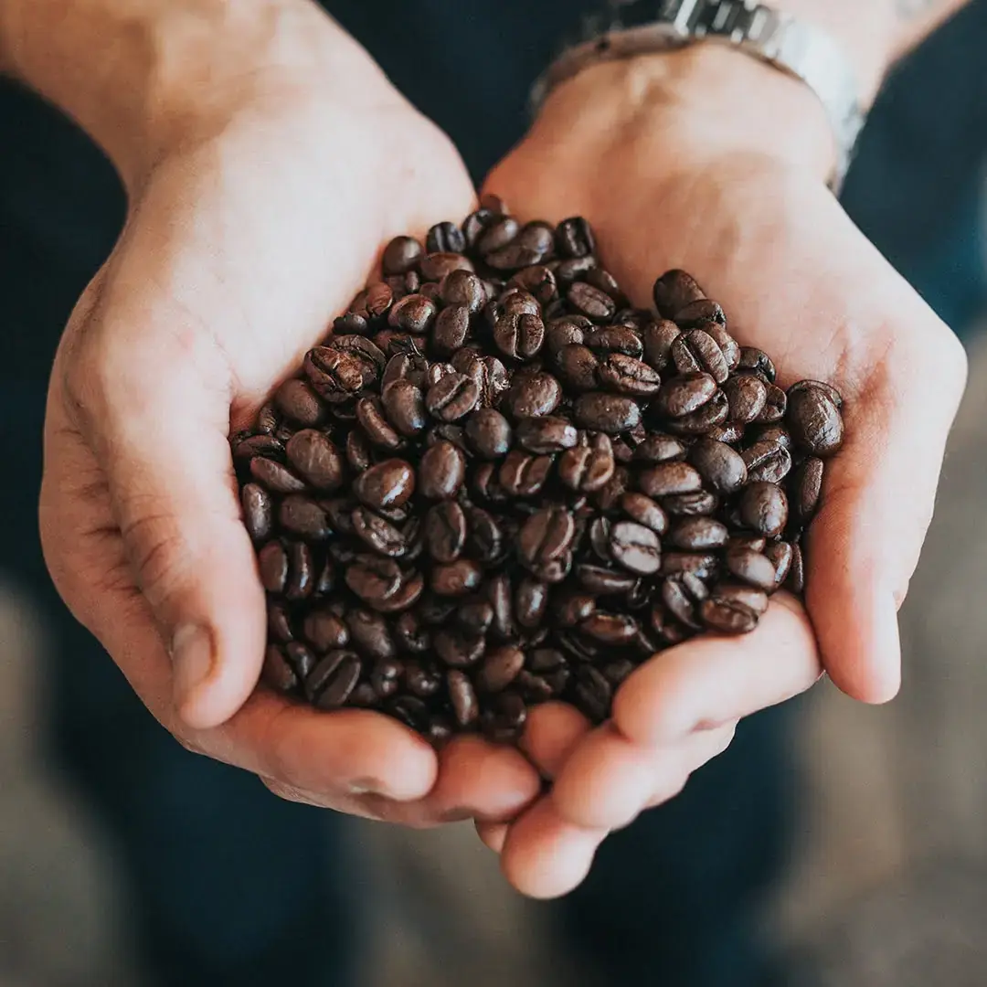 Roasted beans held in cupped hands
