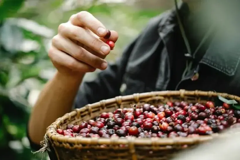 Freshly harvested coffee cherries in woven basket
