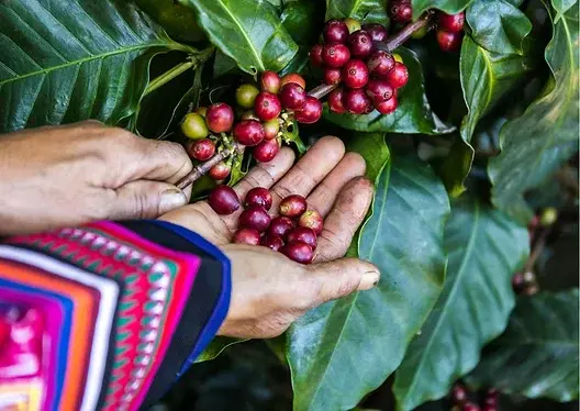Coffee cherries hand-selected at origin in Mexico
