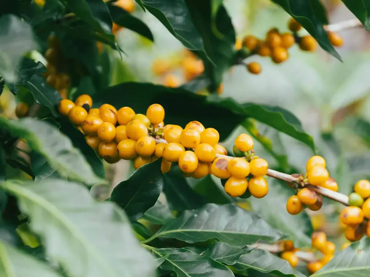 Yellow coffee cherries on the branch